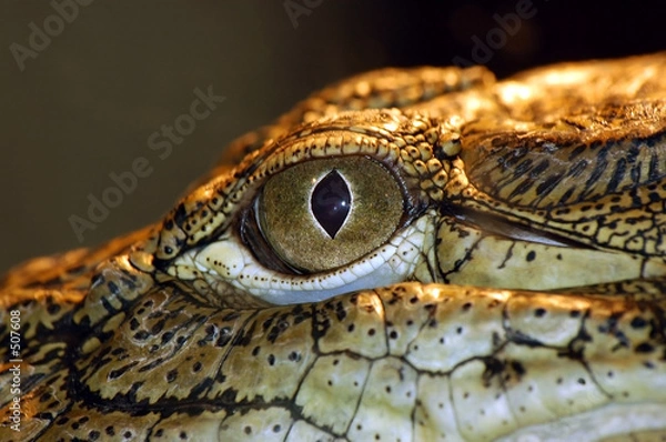 Fototapeta alligator