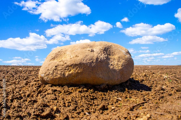 Fototapeta Beautiful big boulder stone in agro field with blue sky