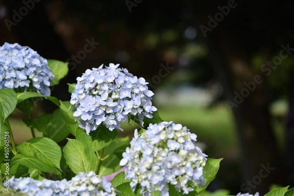 Fototapeta あじさい