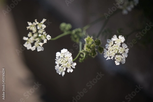 Obraz オルレアの花