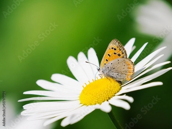 Obraz ベニシジミ