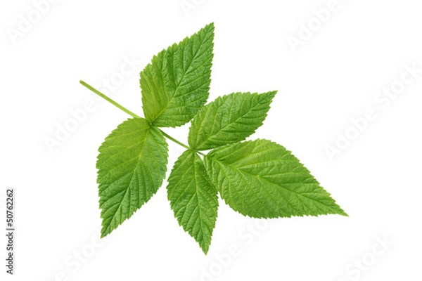 Fototapeta raspberry leaf isolated on white background