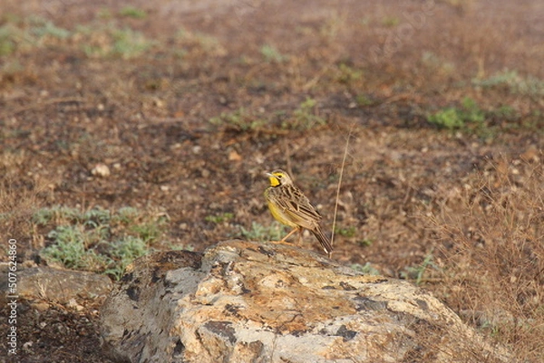 Obraz 石の上のキムネツメナガタヒバリ