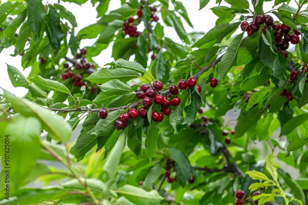 Fototapeta chinese cherry 