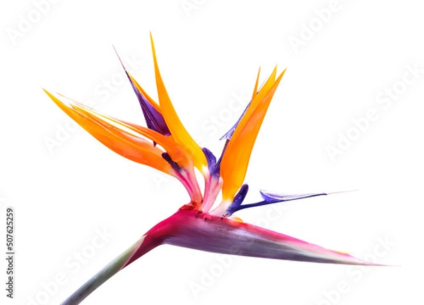 Fototapeta Strelitzia reginae exotic flower isolated. Tropical flora garden blossom bird of paradise.