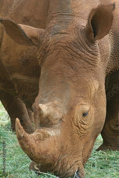 Fototapeta Nashorn