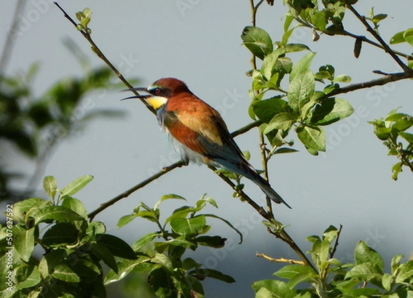 Fototapeta The European bee-eater (Merops apiaster) is a near passerine bird in the bee-eater family, Meropidae.