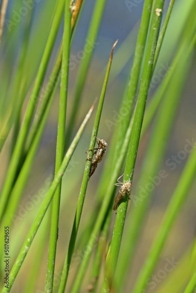 Obraz Exuvien einer Kleinlibelle