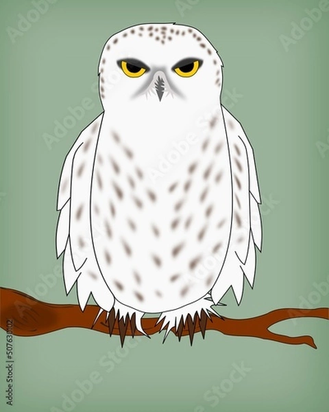 Obraz owl sitting on a branch