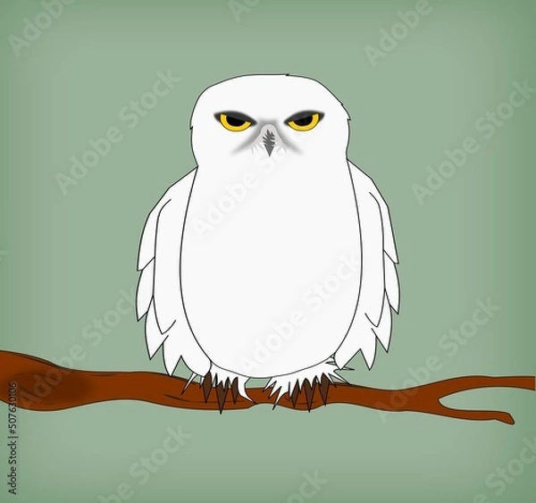 Obraz White owl
