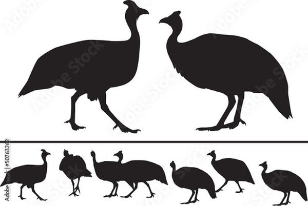 Obraz Vector silhouette of guinea fowls in different positions