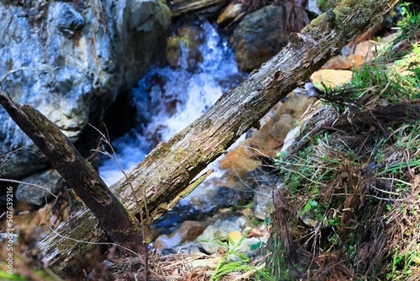 Fototapeta 苔むした岩と美しい清らかなせせらぎの流れ