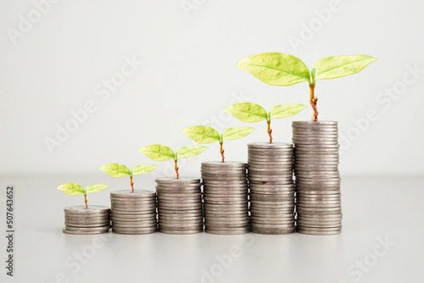 Fototapeta green seed growth on coins stack with white background. money saving. business investment successful growing concept.