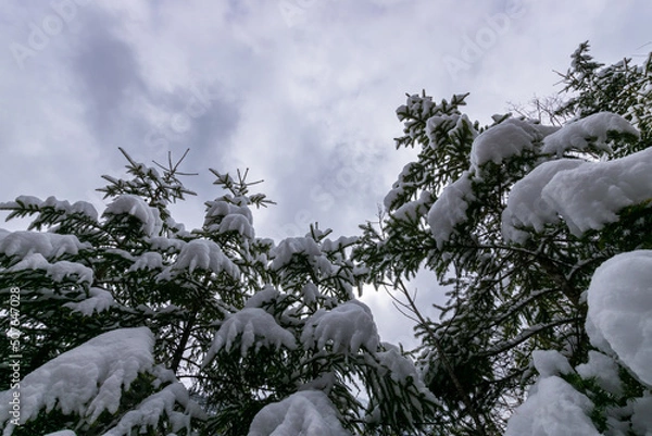 Obraz snow covered fir tree