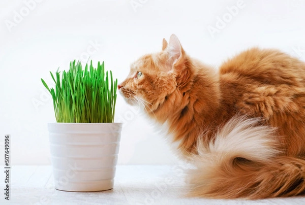 Fototapeta Ginger cat and green grass for cats, sprouted oats useful for cats, close-up