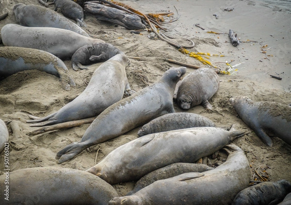 Fototapeta Elephant Seals