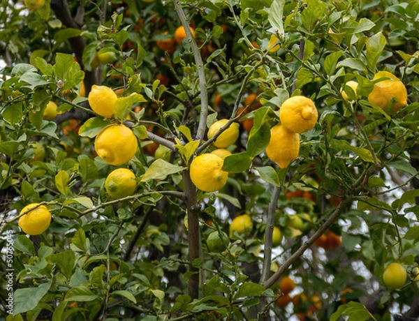 Obraz Lemon and orange treee