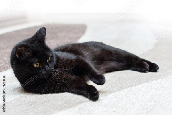Fototapeta Black cat is sitting, lying on the carpet
