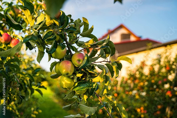 Obraz Beautiful view of apple orchard 
