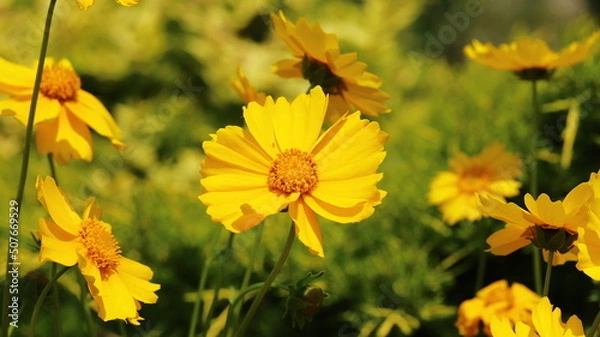 Obraz Yellow coreopsis flowers