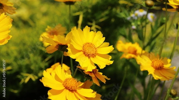 Obraz Yellow coreopsis flowers