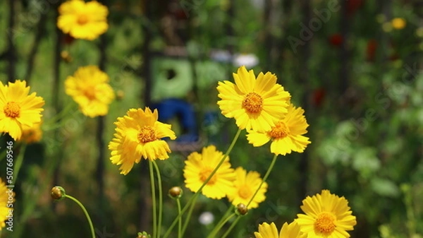 Obraz Yellow coreopsis flowers