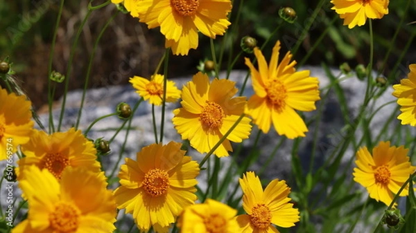 Obraz Yellow coreopsis flowers