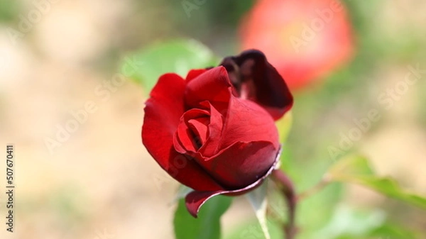 Obraz red roses flowers