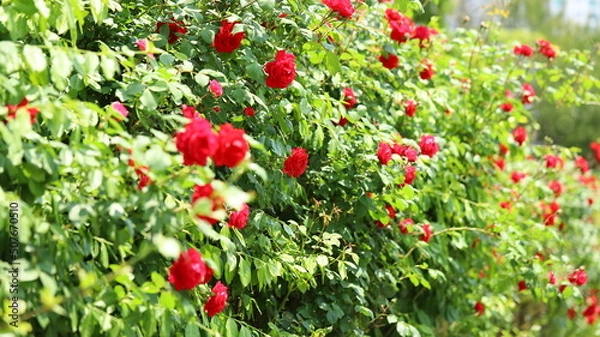 Obraz red roses flowers