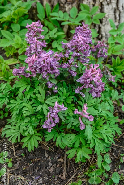 Fototapeta Hollowroot (Corydalis cava). Purple corydalis flowers in forest on early spring