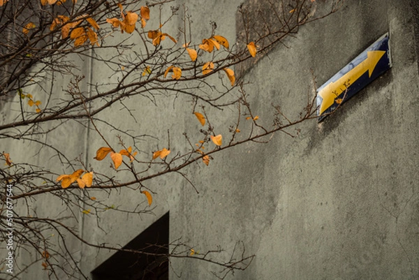 Fototapeta wall with tree