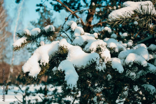 Fototapeta Fir branch in the snow