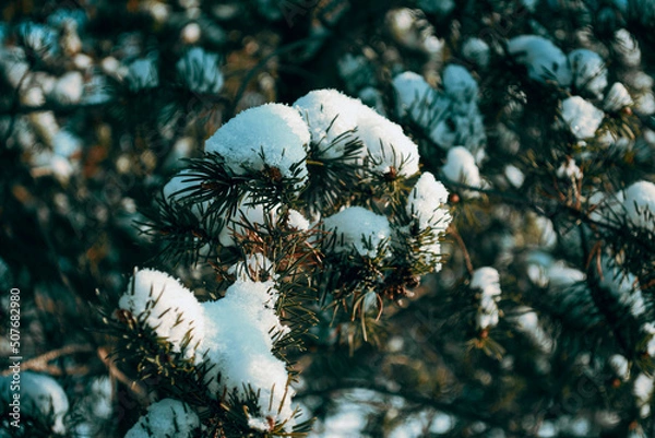 Fototapeta Fir branch in the snow