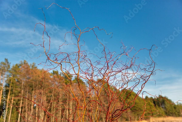 Fototapeta Decorative willow grows near the lake.