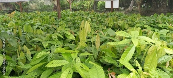 Fototapeta Photo Cocoa (Theobroma cacao) tree seedlings at the nursery.
