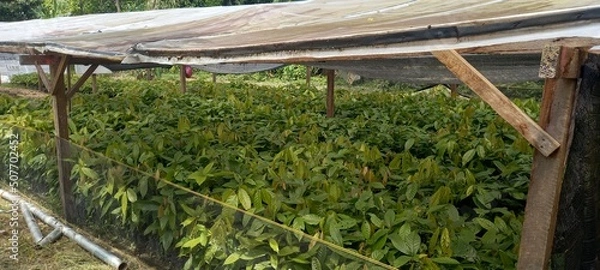 Fototapeta Location of cocoa nurseries in Kolaka Regency, Southeast Sulawesi Province, Indonesia