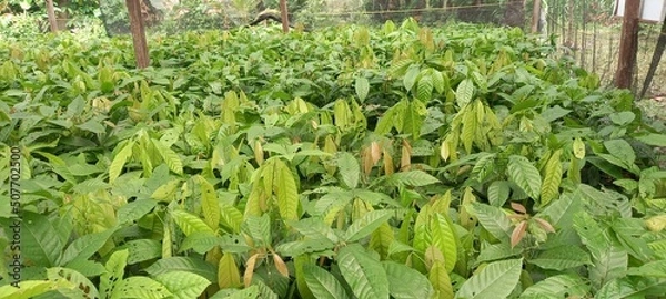 Fototapeta Cocoa (Theobroma cacao) tree seedlings at the nursery site. These seeds are ready to be planted
