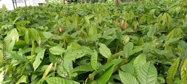 Fototapeta Cocoa (Theobroma cacao) tree seedlings at the nursery.

