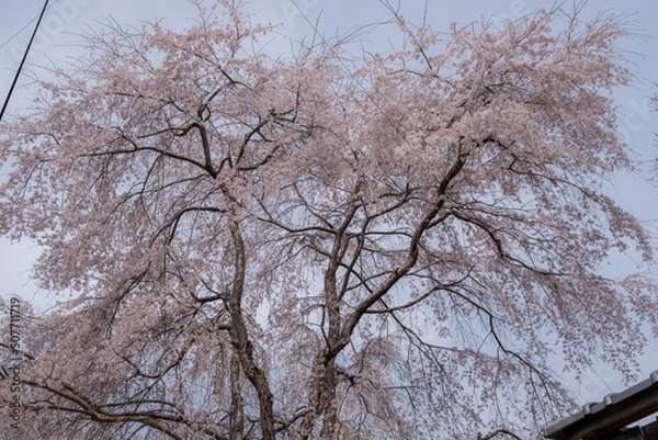Obraz しだれ桜