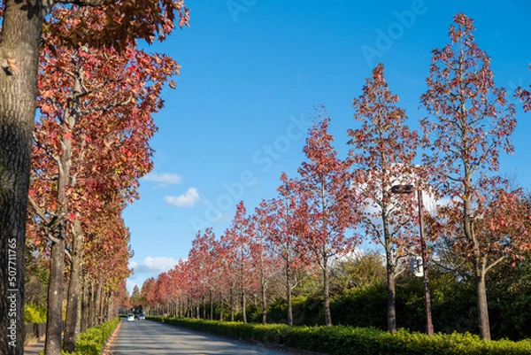 Obraz 紅葉する並木道