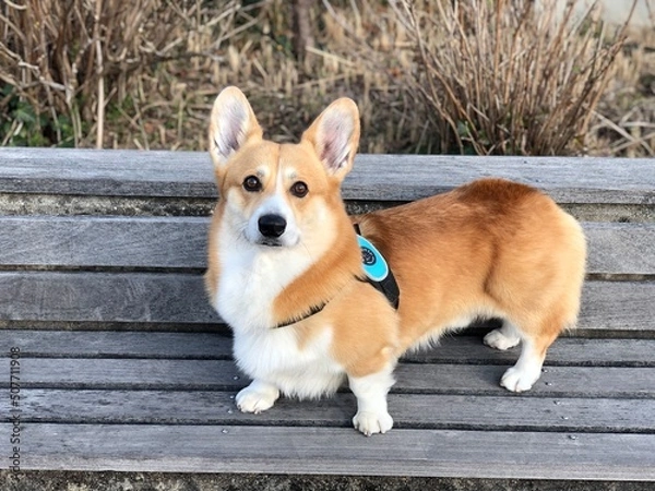 Obraz コーギー