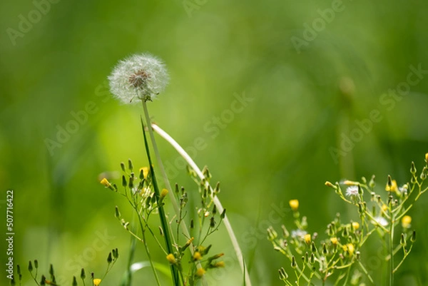 Obraz 舞鶴公園の綿帽子