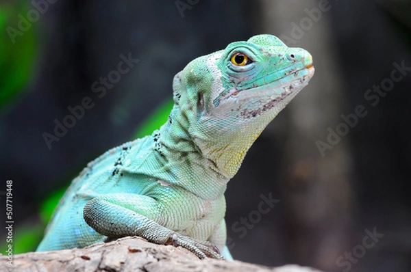 Obraz Close up of Green basilisk