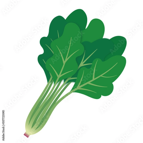 Obraz ほうれん草のイラスト