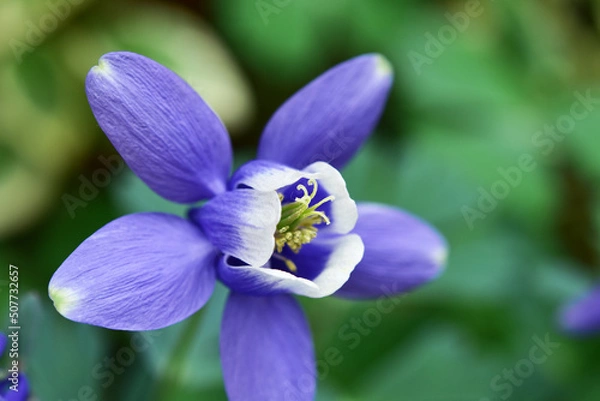 Obraz オダマキの花　アップ