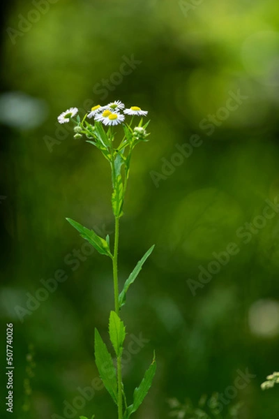 Obraz ヒメジョオン