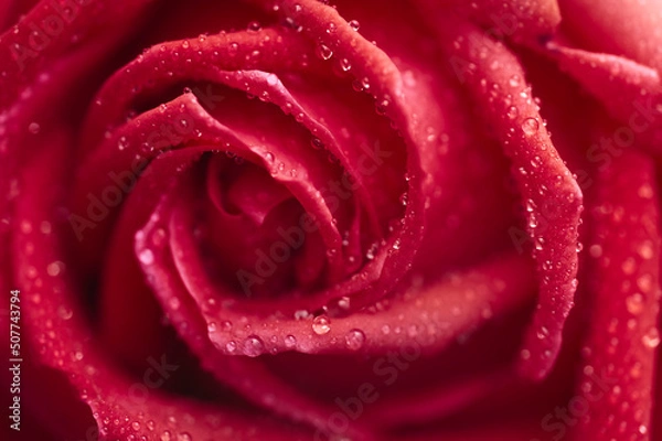 Fototapeta 水滴のついたピンク色のバラ