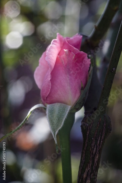 Obraz pink rose