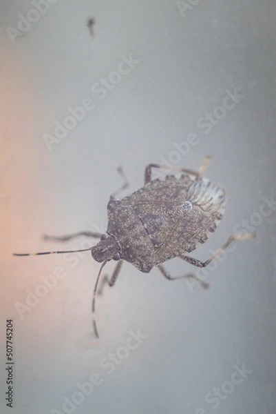 Obraz Halyomorpha halys