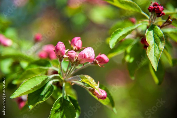 Obraz Blooming apple tree in the spring garden.